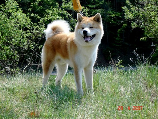 Photo d'Akita inu