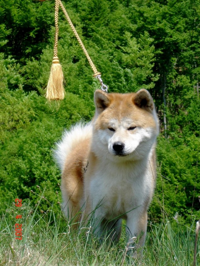 Photo d'Akita inu