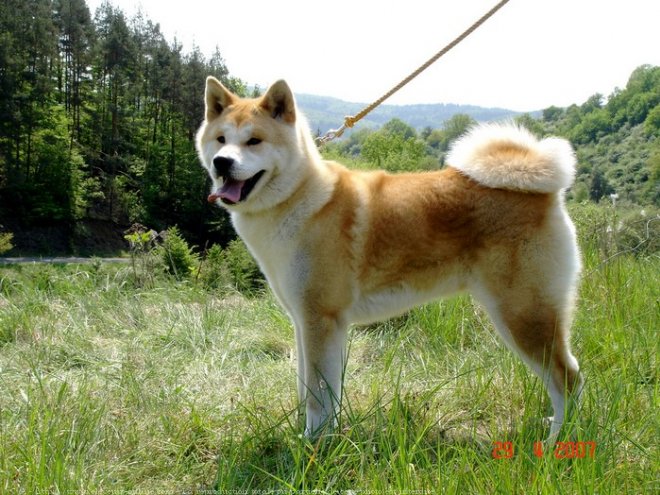 Photo d'Akita inu