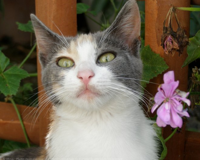 Photo de Chat domestique