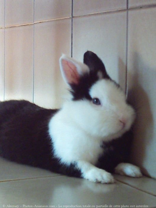 Photo de Lapin