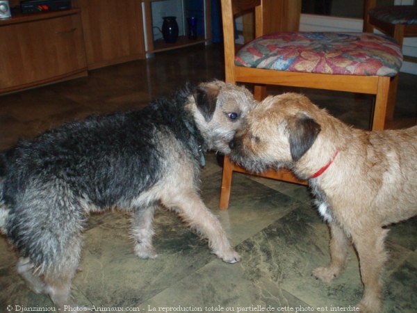 Photo de Border terrier