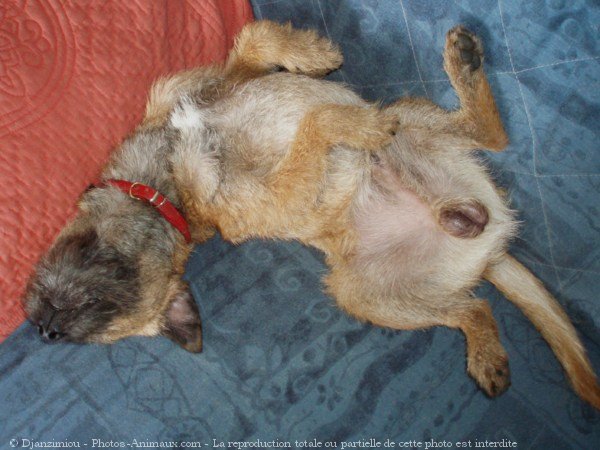 Photo de Border terrier