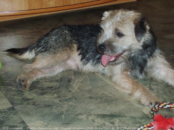 Photo de Border terrier