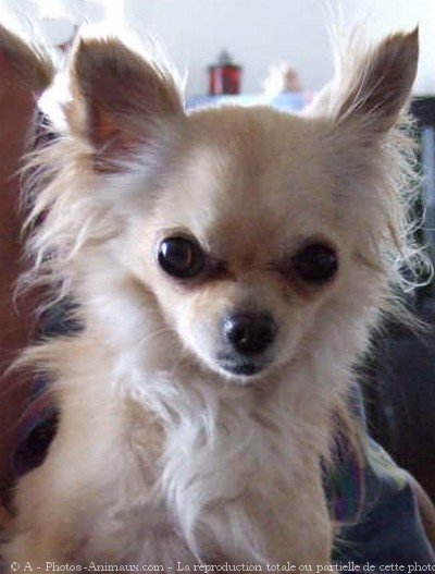 Photo de Chihuahua  poil long