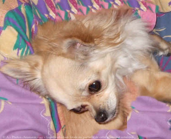 Photo de Chihuahua  poil long