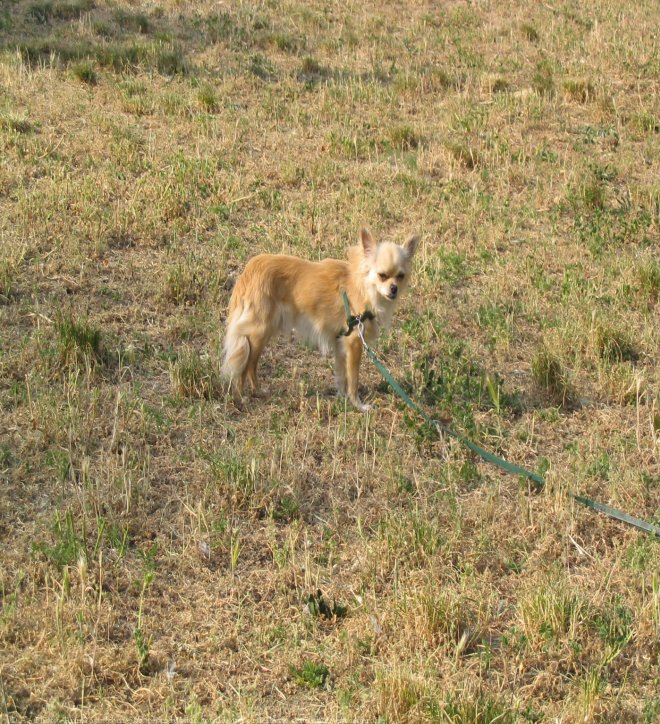 Photo de Chihuahua  poil long