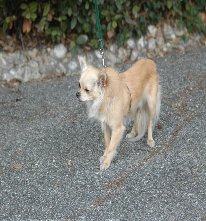 Photo de Chihuahua  poil long