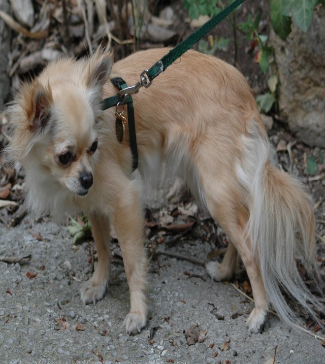 Photo de Chihuahua  poil long