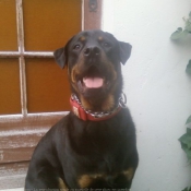 Photo de Rottweiler