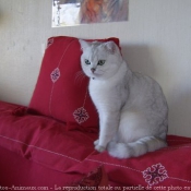 Photo de British shorthair