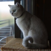 Photo de British shorthair