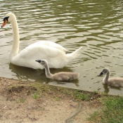 Photo de Cygne