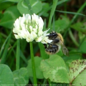 Photo d'Abeille