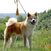 Photo d'Akita inu