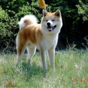 Photo d'Akita inu