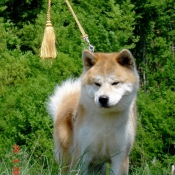 Photo d'Akita inu