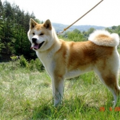 Photo d'Akita inu