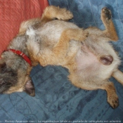 Photo de Border terrier