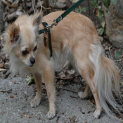 Photo de Chihuahua  poil long