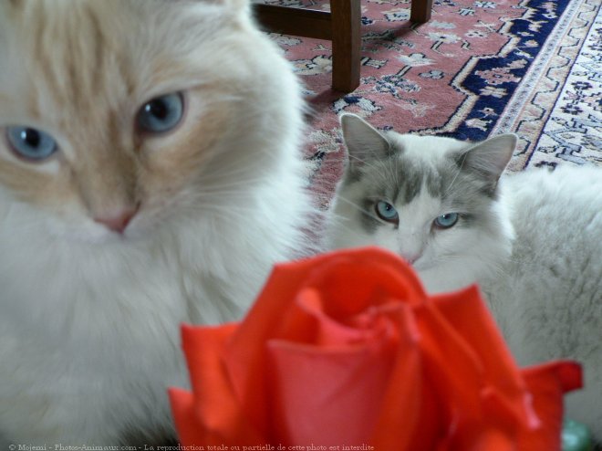 Photo de Ragdoll