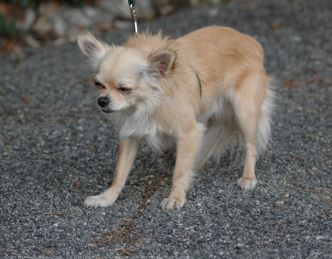 Photo de Chihuahua  poil long