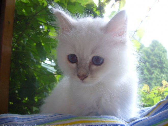 Photo de Sacr de birmanie