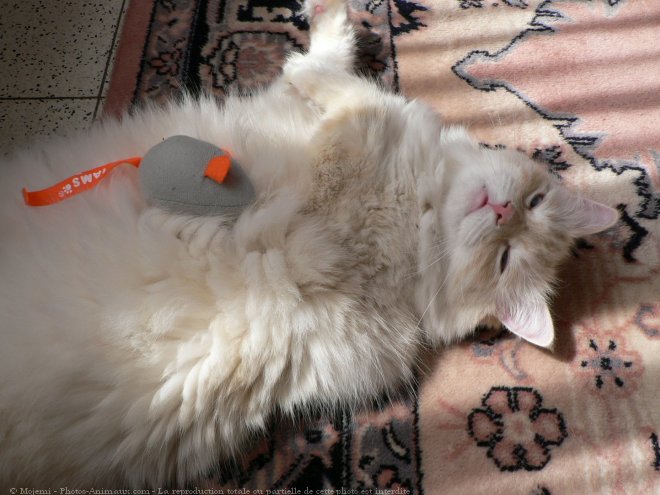 Photo de Ragdoll