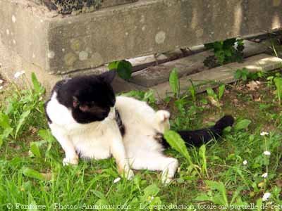 Photo de Chat domestique