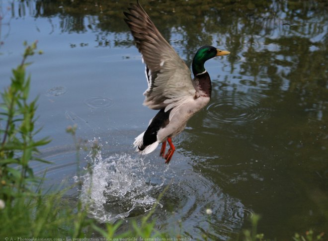 Photo de Canard