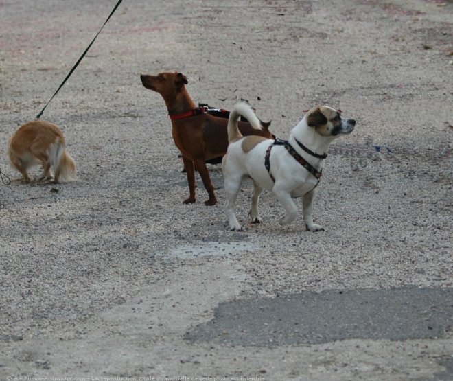 Photo de Chihuahua  poil long