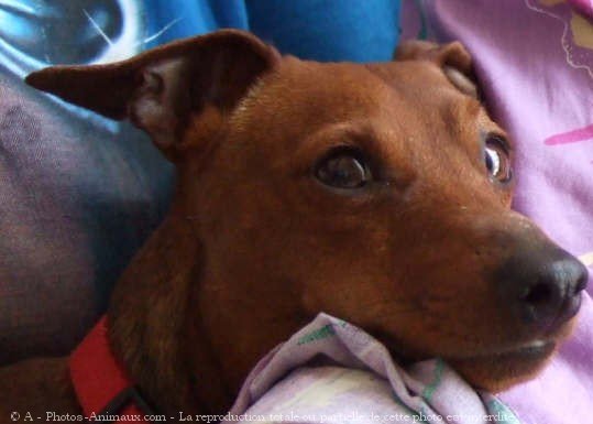 Photo de Pinscher nain