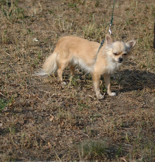 Photo de Chihuahua  poil long