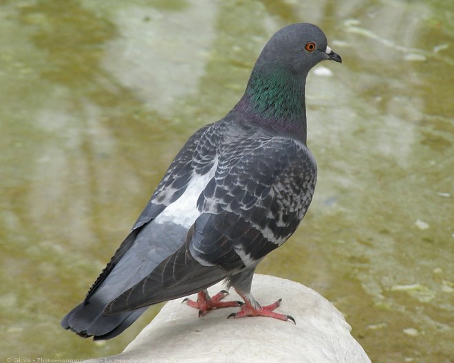 Photo de Pigeon