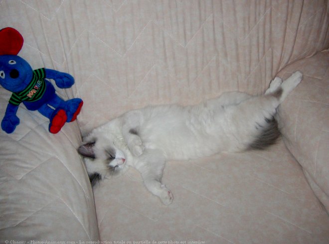 Photo de Ragdoll