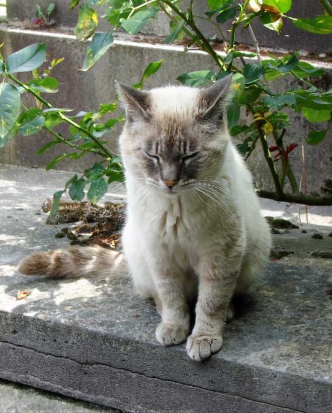 Photo de Chat domestique