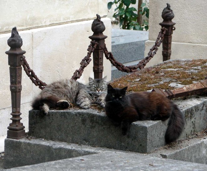 Photo de Chat domestique