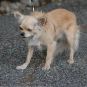 Photo de Chihuahua  poil long