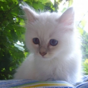 Photo de Sacr de birmanie