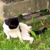 Photo de Chat domestique