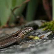 Photo de Lezard