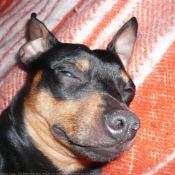 Photo de Pinscher allemand