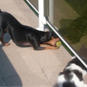 Photo de Pinscher allemand