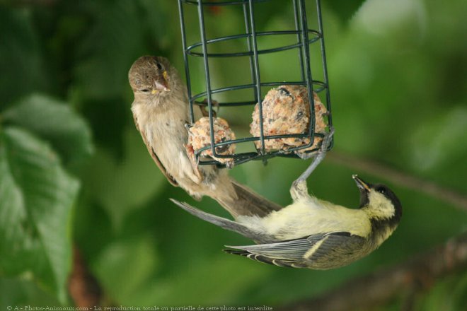 Photo de Races diffrentes