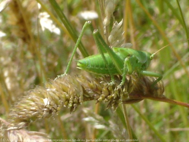 Photo de Sauterelle