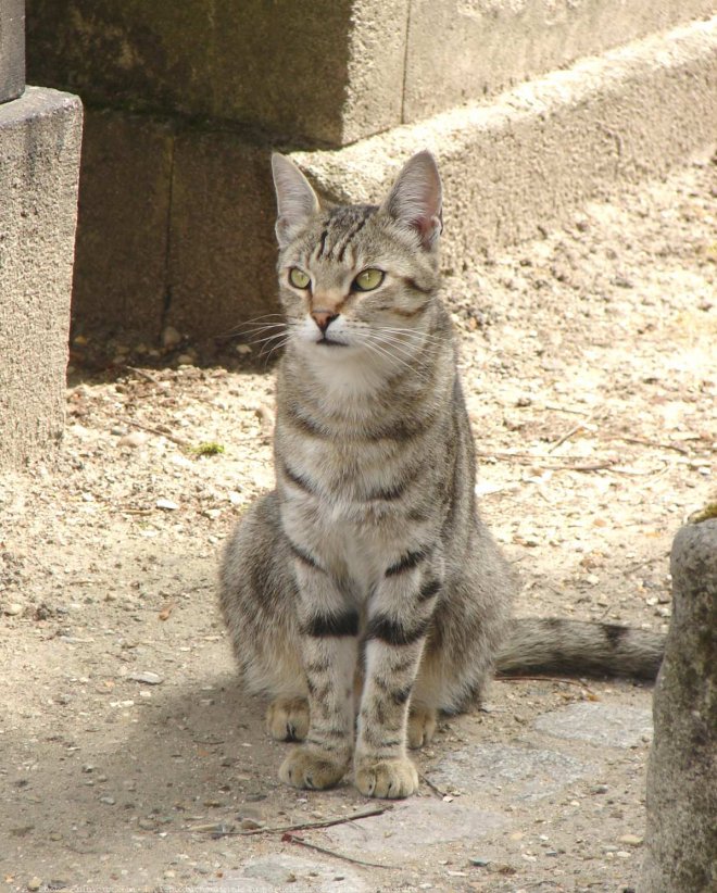 Photo de Chat domestique