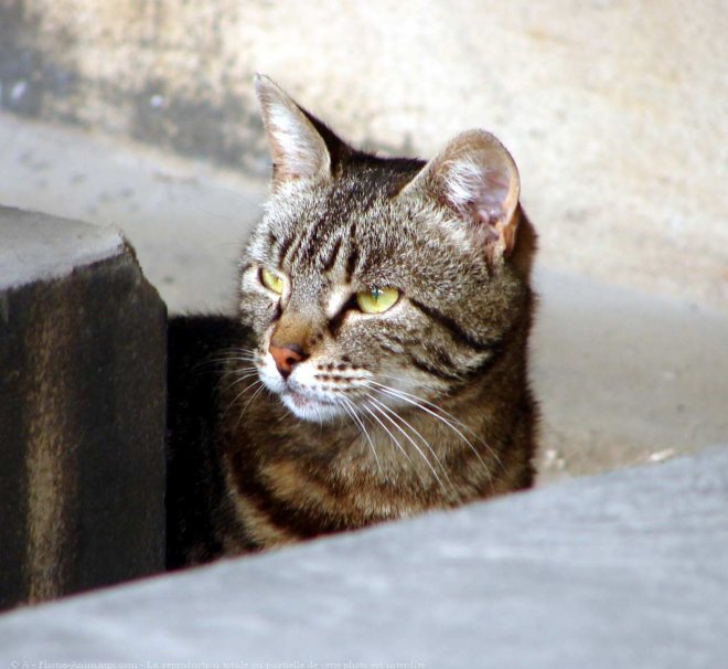 Photo de Chat domestique