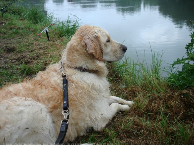 Photo de Golden retriever