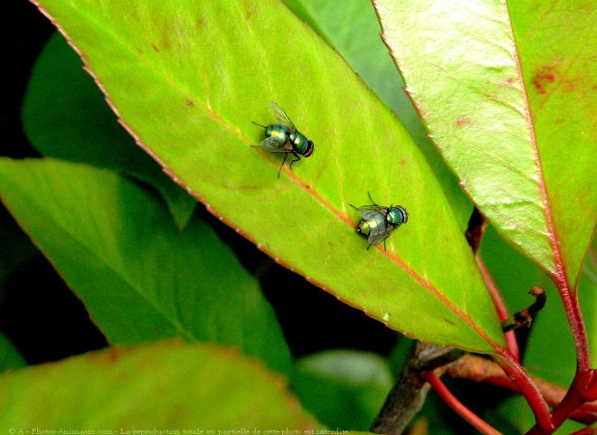 Photo de Mouche