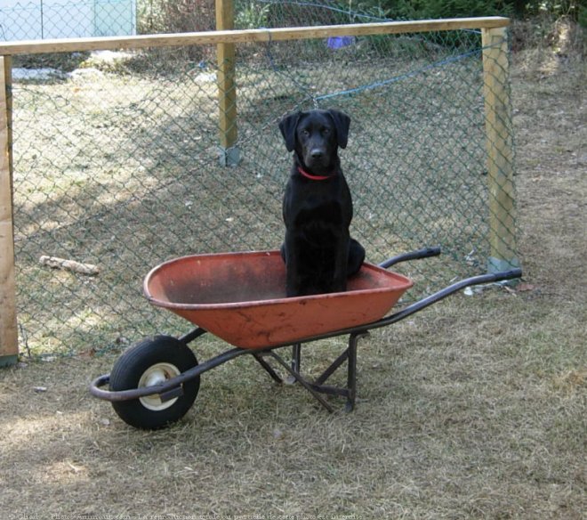 Photo de Labrador retriever